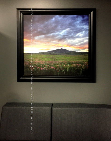 “Fort Ellis Bloom" Bozeman, MT