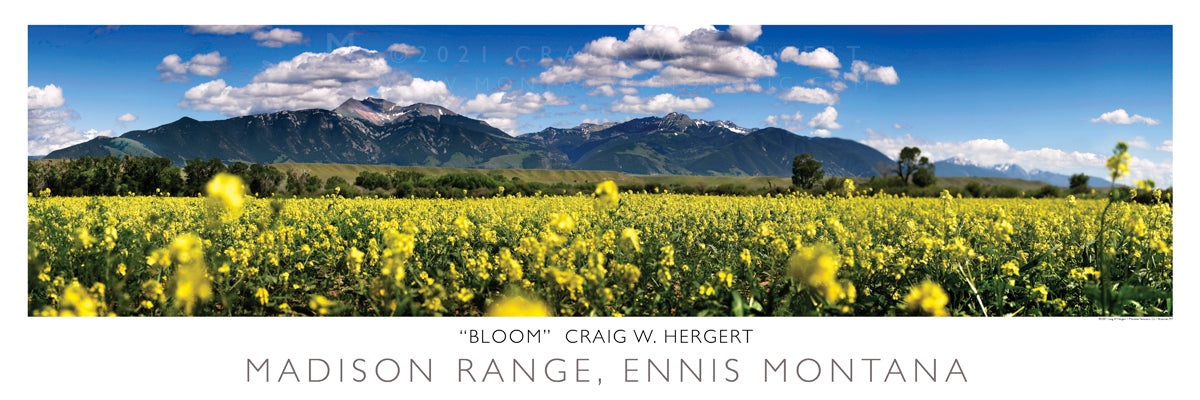 "Bloom" - Ennis, MT - POSTER