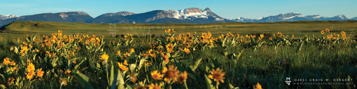 "Balsamroot Beginnnings" - Choteau (OE)