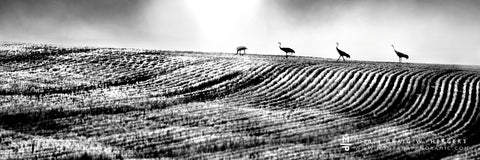 "Crane Cruise" - Bozeman, MT