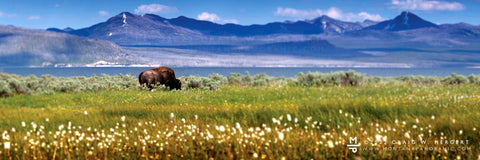 "Lone Bull" - Yellowstone N.P., MT
