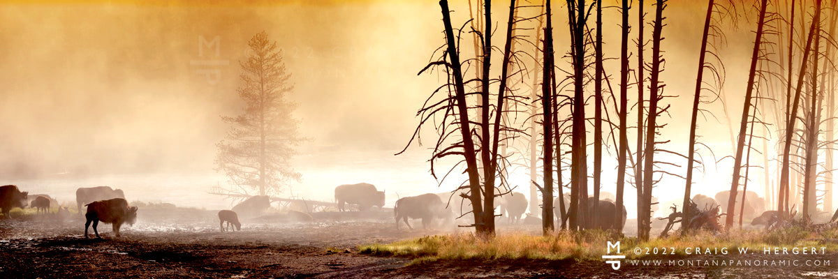 "Bison in the Backlight" - Yellowstone Nationa Park