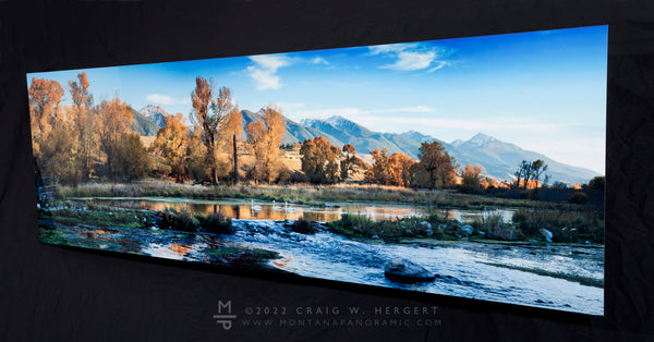 "3 Swans" - 72" x 24" metal print, ready to hang