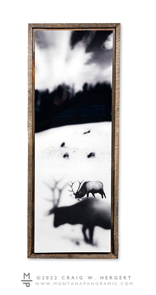 "The Boys Club" - 15"x45" acrylic print with barn wood frame