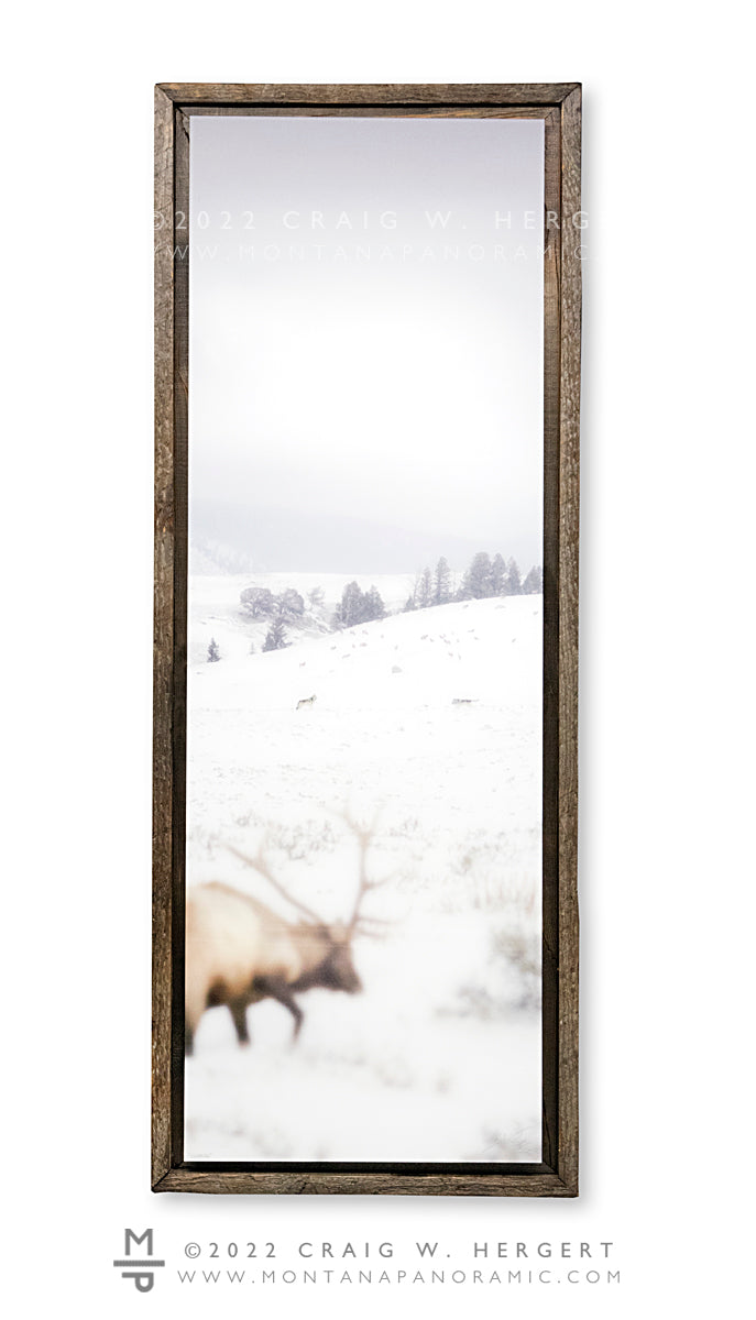 "Survival" - 15"x45" acrylic print with barn wood frame