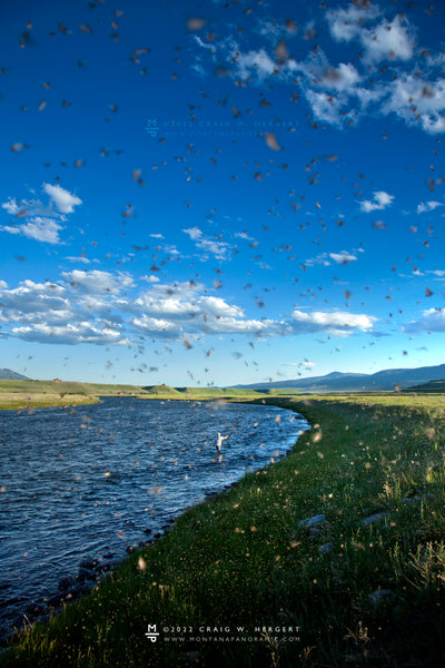 "Mothers Day Caddis Hatch #3"- 40"x60" gallery wrap framed