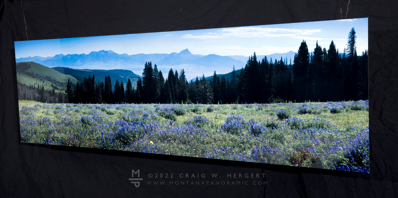 "Gravelly Lupine" - 72"x 24" open edition metal print - ready to hang