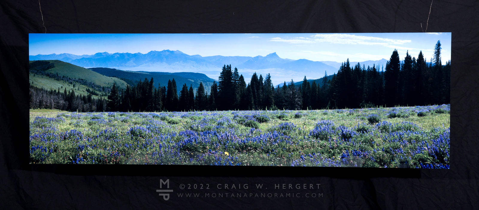 "Gravelly Lupine" - 72"x 24" open edition metal print - ready to hang